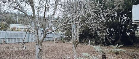 A backyard with leaf-covered ground, a wooden fence, and leafless trees.