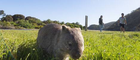 A field with a large animal and two people in the background.