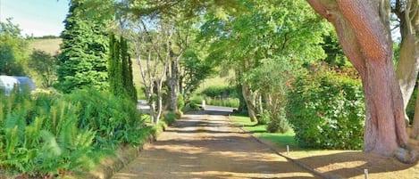 A pathway flanked by trees and ferns, leading to a distant view.
