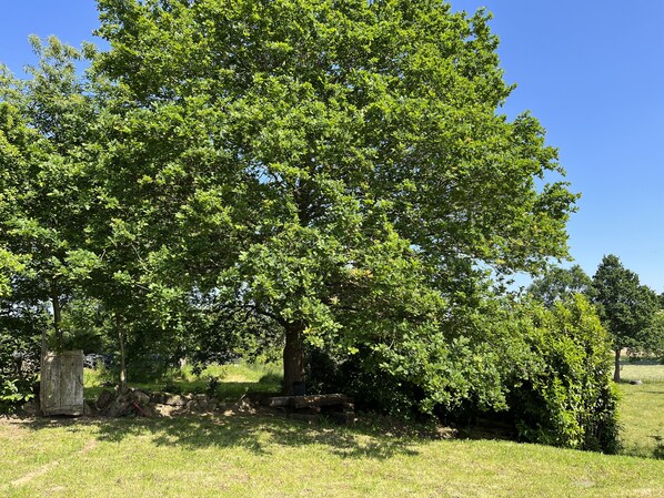 A large tree in a grassy area with a stone wall in the background.