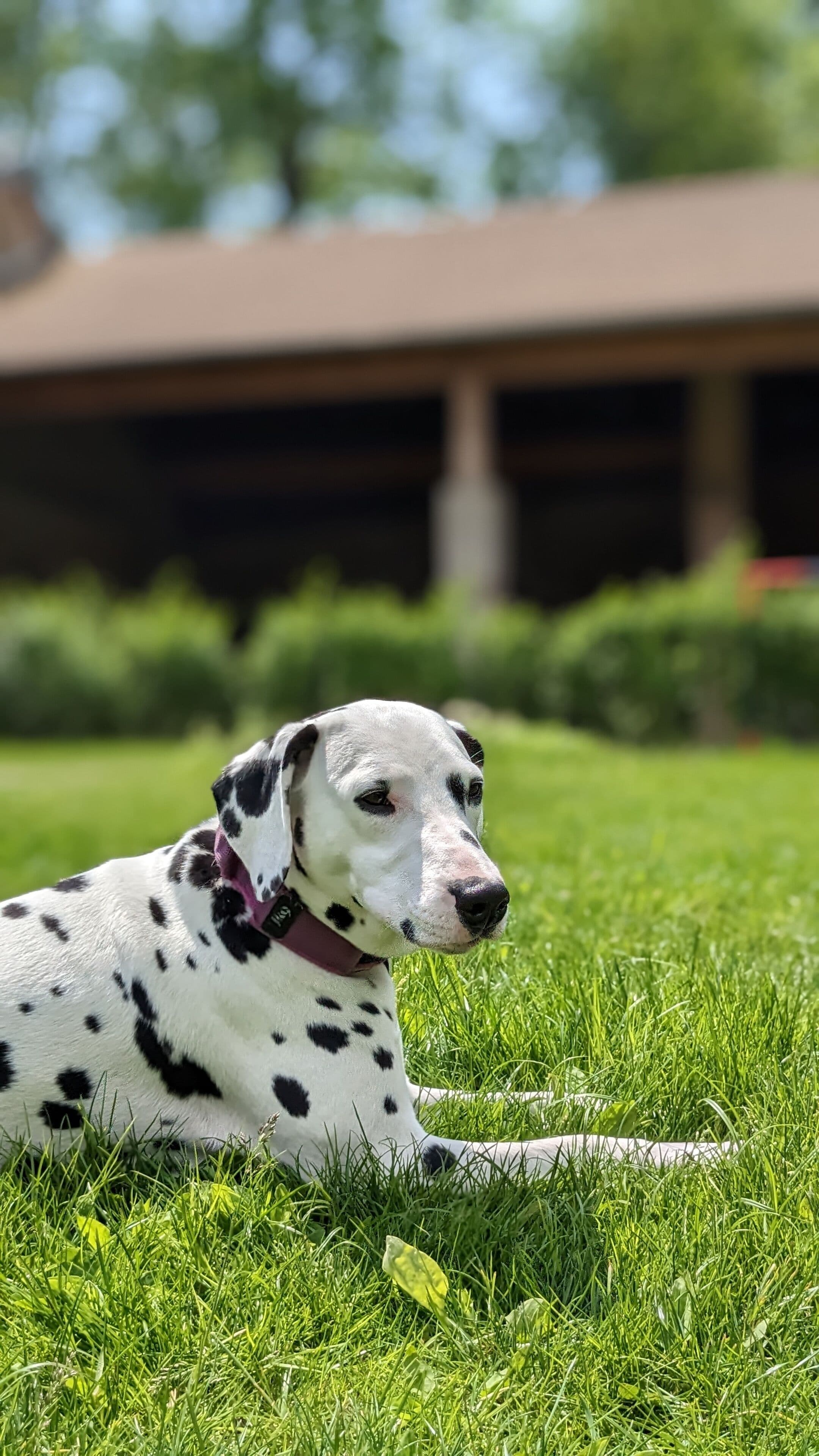 A Dalmatian dog lying on grass with a building in the background.