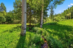 A serene forest scene with birch trees and a small stream. - Ski-In/Ski-Out Snowmass Estate with Hot Tub, Fireplaces & Expansive Mountain Views (Snowmass Village)