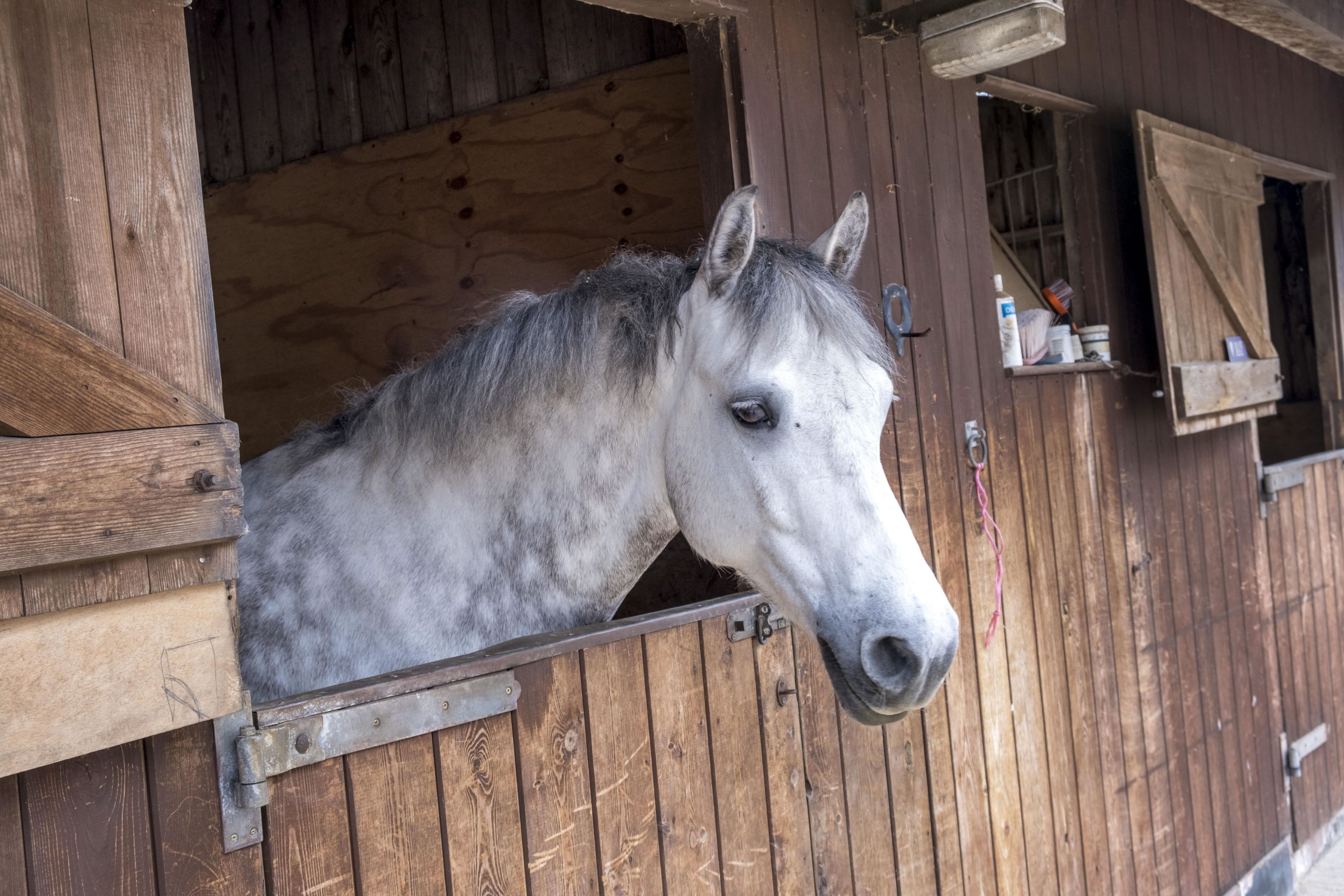 Un cheval se trouve à l’intérieur d’une étable en bois, dotée d’un loquet métallique et d’une petite étagère sur laquelle sont posés divers objets.