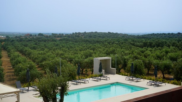 Zona de piscina con sillones de descanso y sombrillas, rodeada de olivares, con vistas al campo.