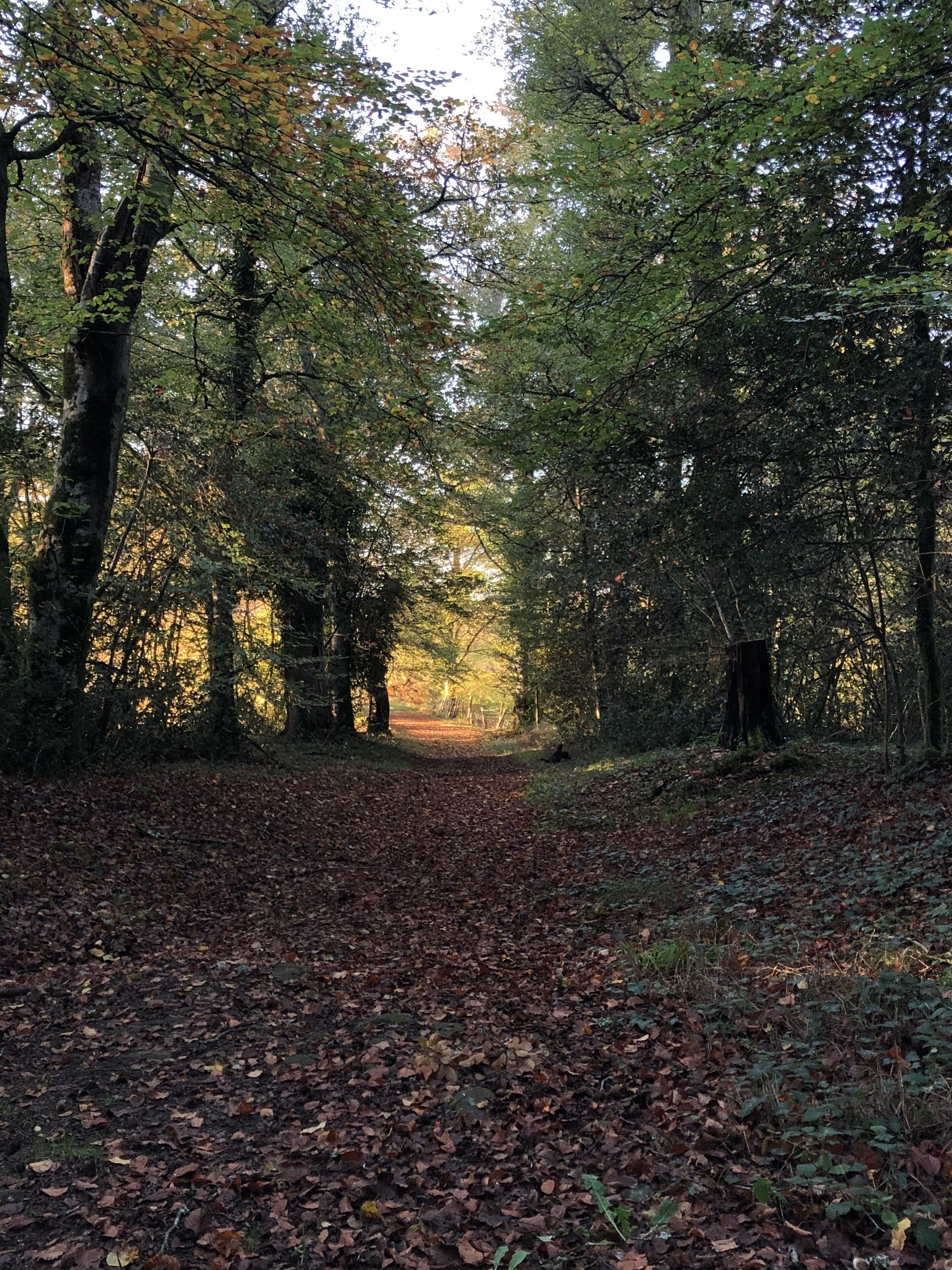 Uma trilha na floresta cercada por árvores densas e folhas caídas no chão.