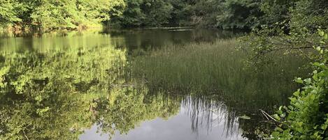 Un lago tranquilo rodeado de un bosque denso.