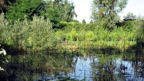 A natural pond surrounded by dense vegetation and trees.