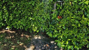Un jardin agrémenté d’un élément aquatique, comprenant un sentier en pierre et une végétation luxuriante.