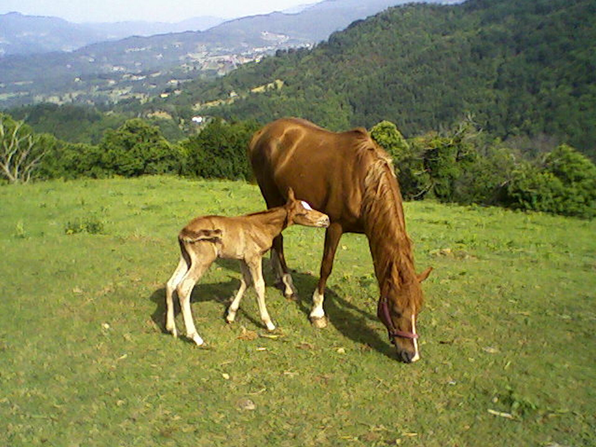 Un cavallo pascola in un prato erboso con uno sfondo di dolci colline.