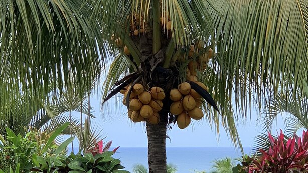 En palme med kokosnødder, omgivet af tropiske planter og blomster, med udsigt til havet i baggrunden.