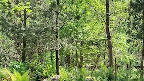 A natural landscape with a small waterfall, surrounded by dense greenery and trees. - Rifugio Montano (Orsomarso)