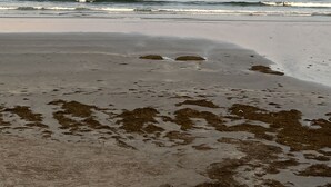 Uma praia com ondas, algas na areia e céu claro.