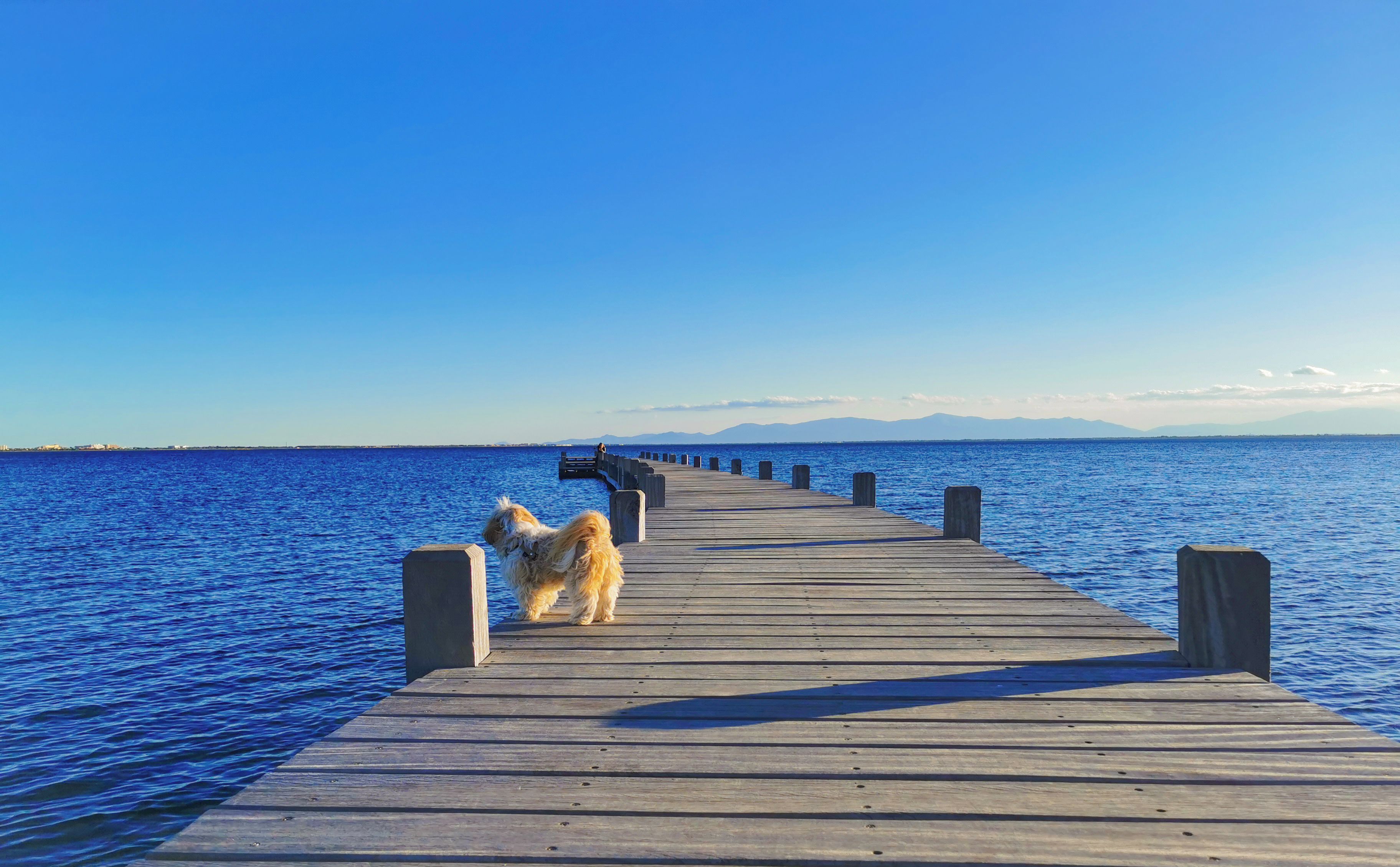En træbro, der strækker sig ud i vandet, med en hund stående på den.