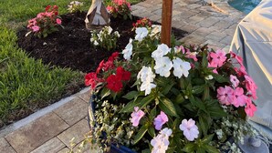 A garden with a variety of flowers and a small palm tree.