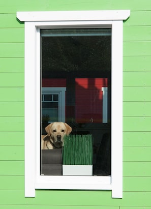 A window with a dog looking out, a white window frame, and a green wall. - 9200 Seerose 4 - 9200 Seerose 4 Süssau (Heringsdorf)