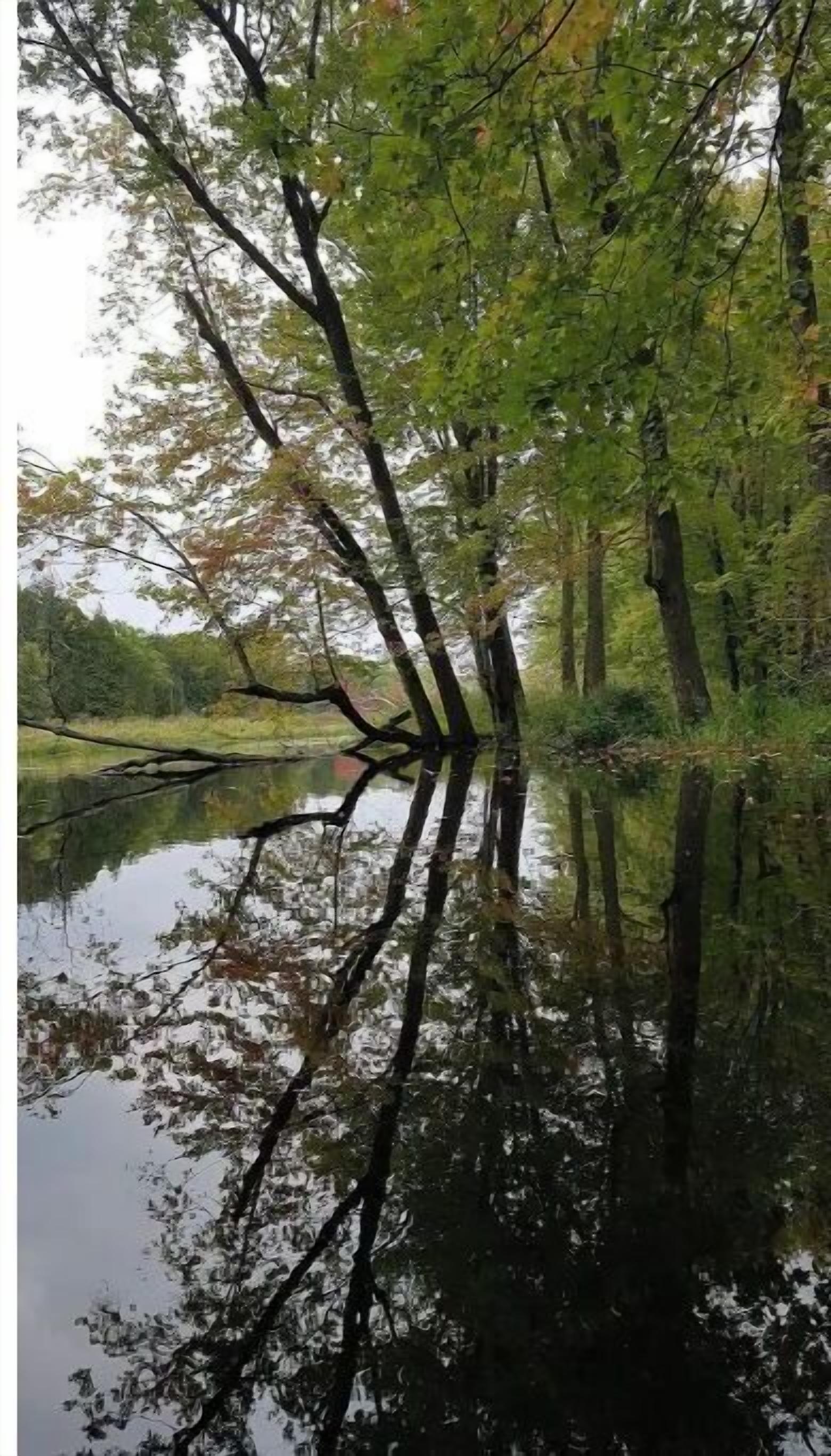 A calm body of water reflecting trees and a clear sky.