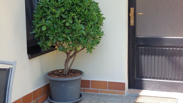 Ein Blumentopf mit einem Baum, eine Tür mit einem 'WILLKOMMEN'-Schild und ein Fenster mit Vorhängen.