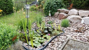 A garden with a pond, rocks, and various plants.