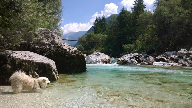 Une rivière aux eaux claires, bordée de rochers et d’arbres, et un chien près du bord de l’eau.