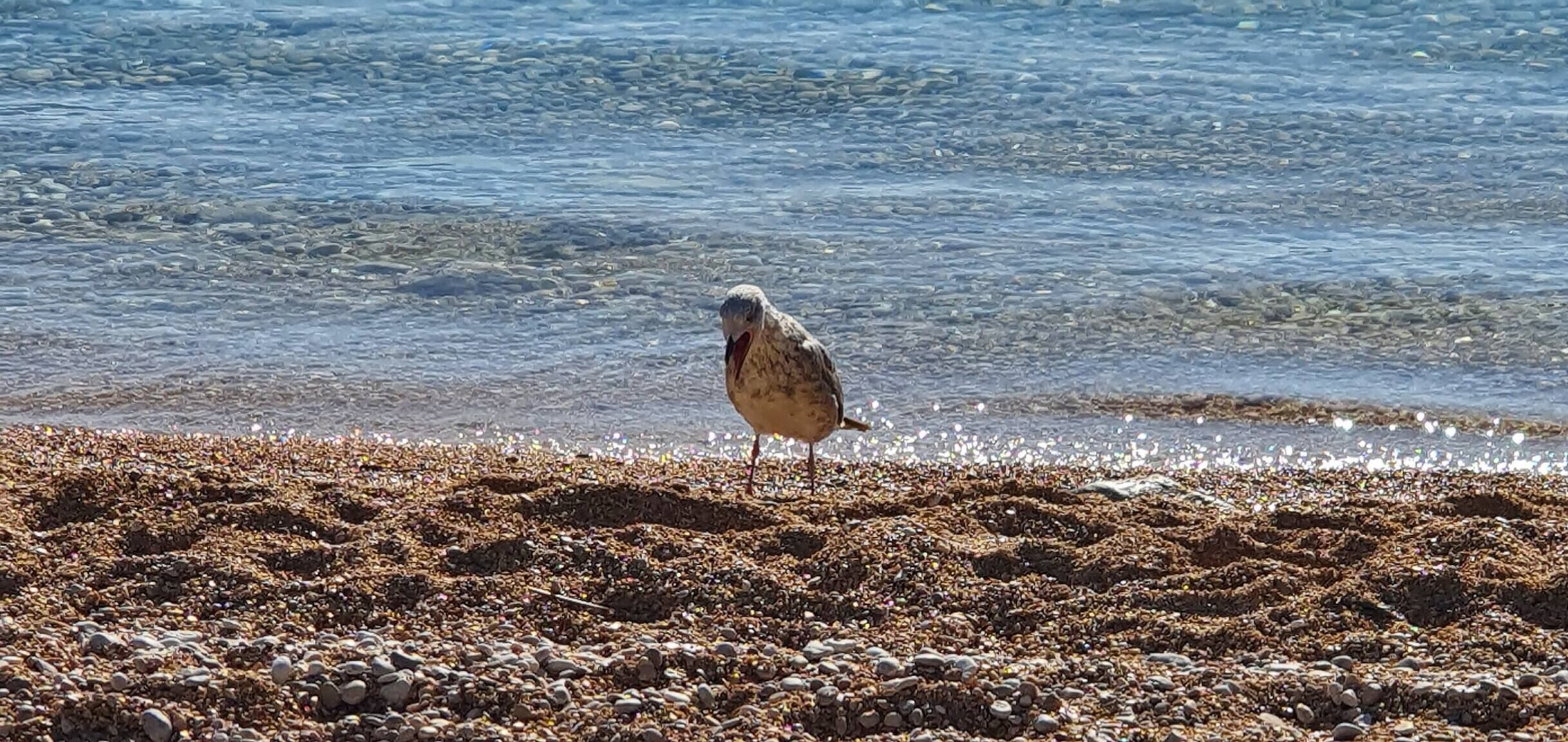 A bird standing on a pebbly beach with clear water in the background.