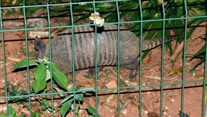 Un recinto para reptiles con valla de barrotes, follaje verde y suelo cubierto de hojas secas.