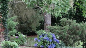 Un giardino con un grande albero, siepi rigogliose e un gruppo di fiori blu.