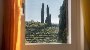 Une vue par la fenêtre sur un vignoble, avec des rangées de vignes et deux cyprès imposants.