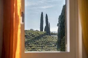 A window view of a vineyard with rows of grapevines and two tall cypress trees.