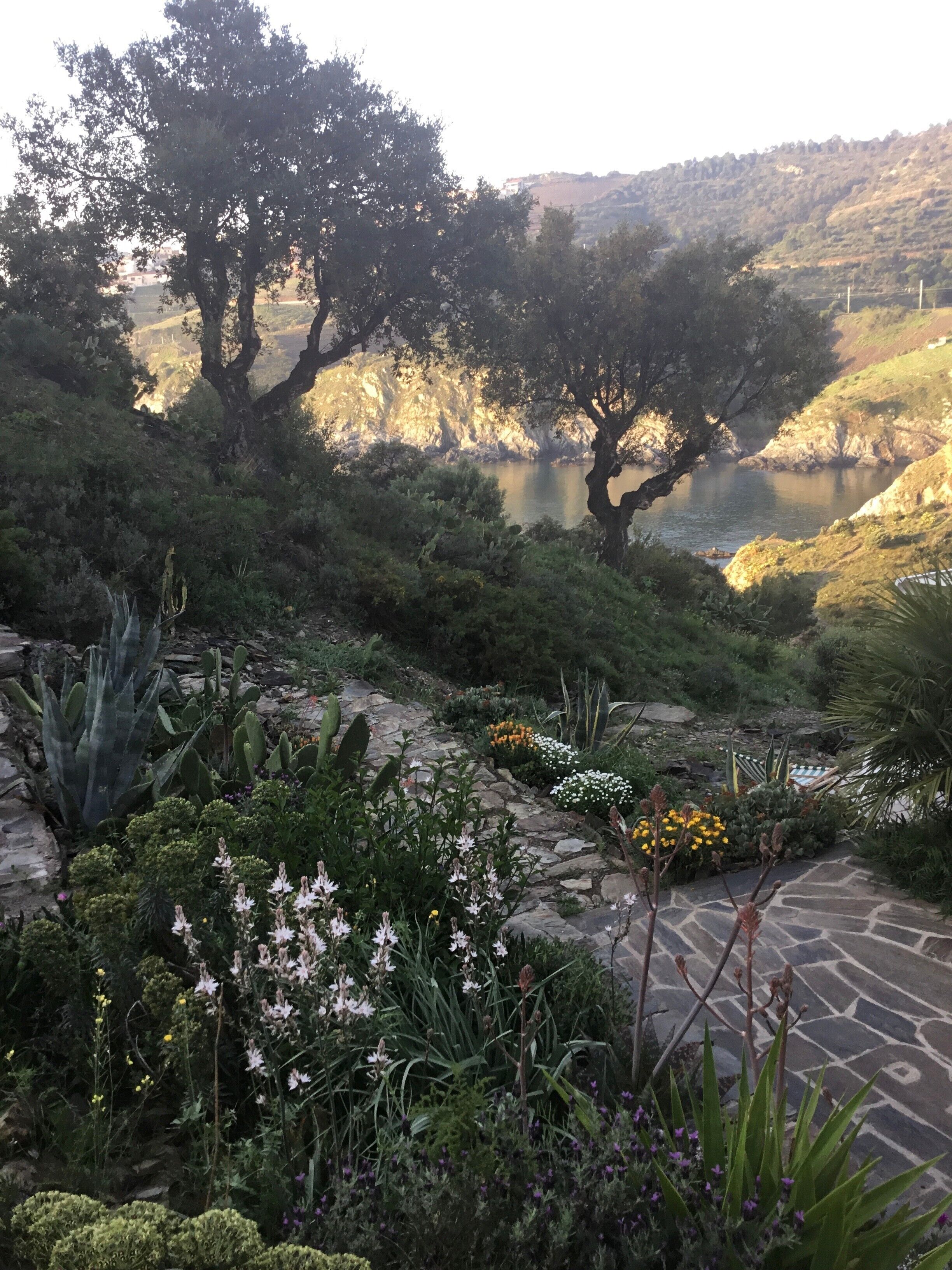A garden with various plants and a stone pathway.