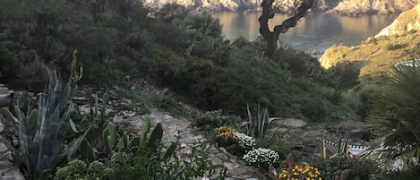 A garden with various plants and a stone pathway.