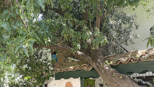 Exterior - ZEYTİNLİ KOANK  (Selçuk)