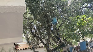 Interior entrance - ZEYTİNLİ KOANK  (Selçuk)