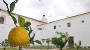 Un patio con un limonero, un edificio blanco con una cúpula y un jardín circular.