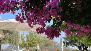 Un área junto a la piscina con sillones de descanso, piscina y flores de buganvilla rosadas.