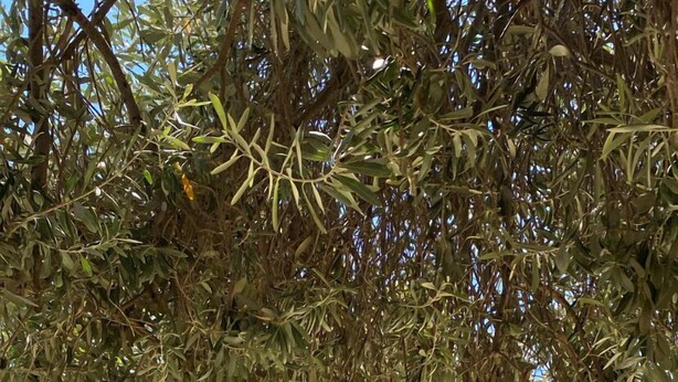 Un área de estar al aire libre con sillas de mimbre y una hamaca, protegida por olivos, con vista a una masa de agua.