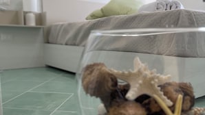 Ein klares Glasaquarium mit verschiedenen Meerestieren und Muscheln auf einem grün gefliesten Boden.