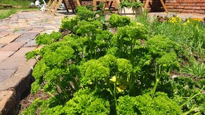 A garden with a brick house, wooden furniture, and green plants. - Zeit zu Zweit an der Wieke (Großefehn)