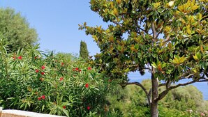 A garden with a variety of plants and a stone balustrade.