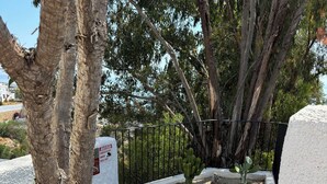 Un jardín con cactus, un muro blanco y una cerca de metal negro.
