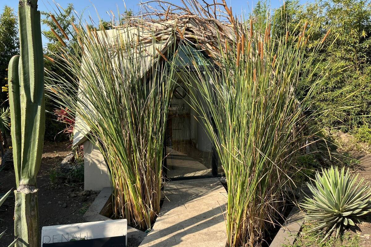 Un jardín con un cactus, una palmera y una pequeña estructura con un letrero.