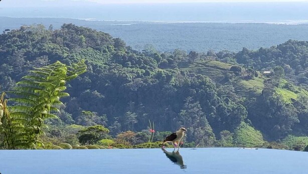 A bird on a pool edge with a view of a lush green landscape and distant hills. - Casa Mono Alegre (Tres Rios)