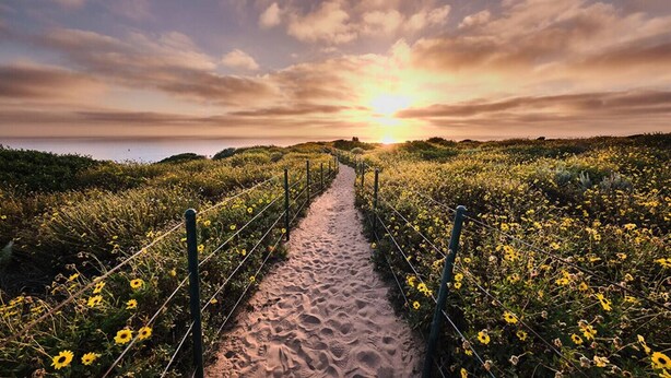 A pathway through a field of yellow flowers leading to a sunset over the ocean. - Charming Country-Style Home with Backyard Oasis! (Laguna Hills)