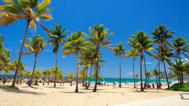 A beach with palm trees and beach chairs.