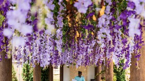 A corridor with hanging purple flowers, wooden pillars, and a carpeted floor.