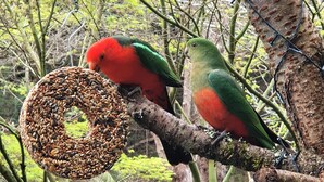 Two birds perched on a branch with a hanging feeder.