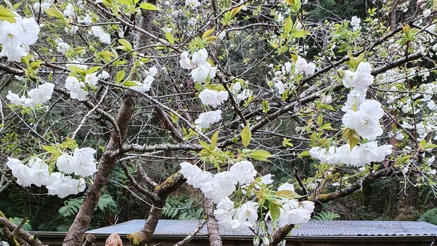 A tree with white flowers in a garden area with a building in the background.