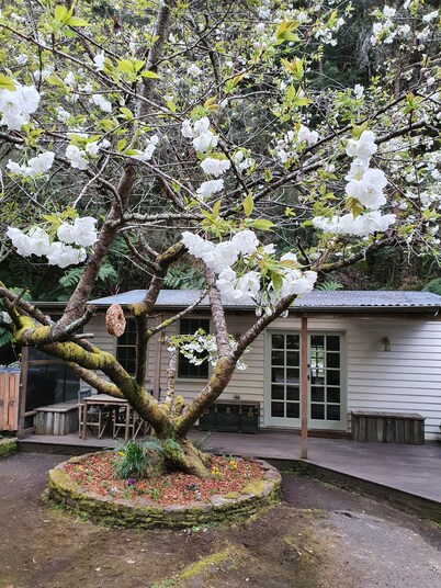 Jacomb's Cottage and Studio. Enjoy the Tranquillity. Walk to Town