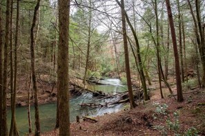 A forested area with a stream, trees, and a fallen log. - Hemlock Cabin at Ranger Creek - Near Coalmont OHV Park! (Coalmont)