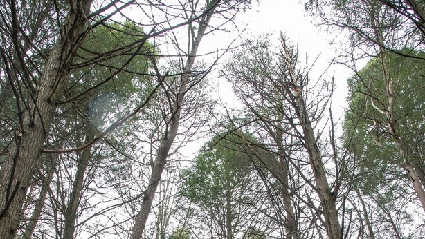 A cabin surrounded by tall trees in a forest.