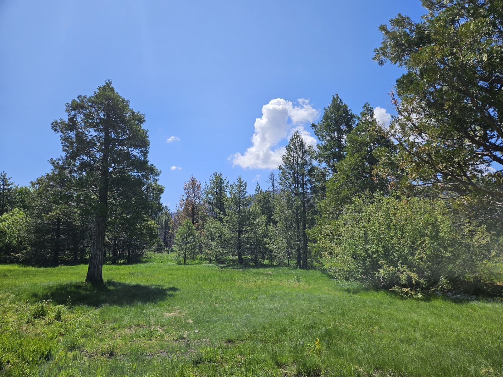 A natural landscape with a grassy field and trees.